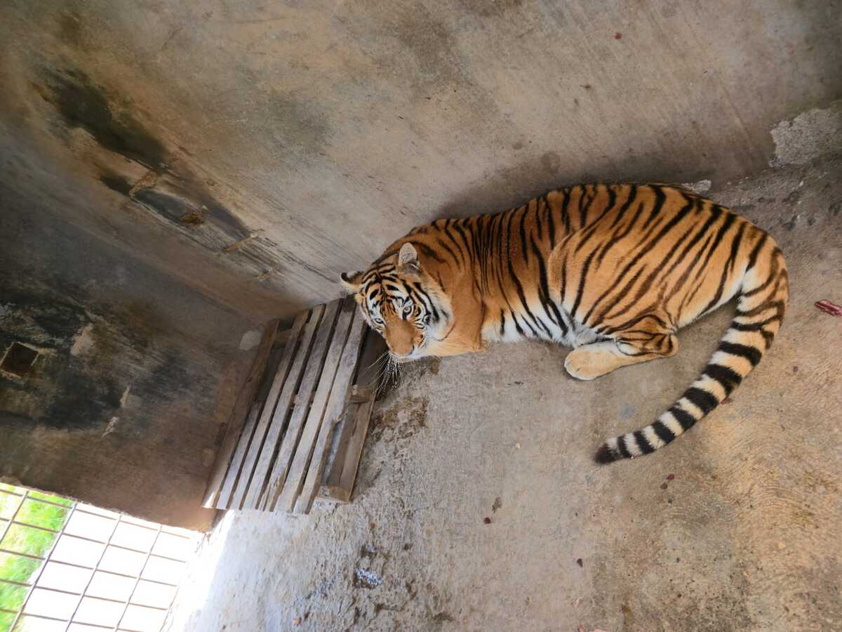 Aseguran cuatro felinos tras cateo en Pachuca. (Cortesía)
