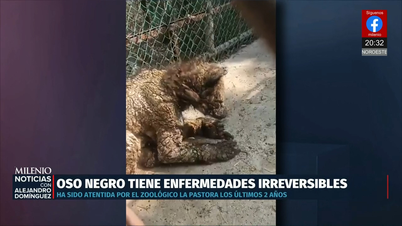 Osa negra de La Pastora: Cronología de un rescate, tratamiento y controversia