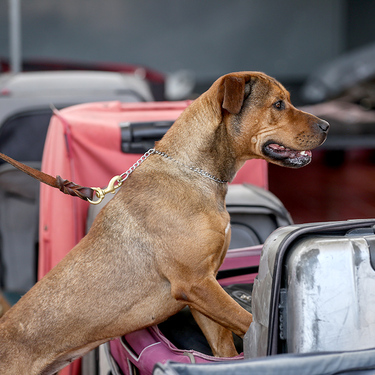 Perro en búsqueda de gusano barrenador en equipajes  en el aeropuerto internacional de la ciudad de México