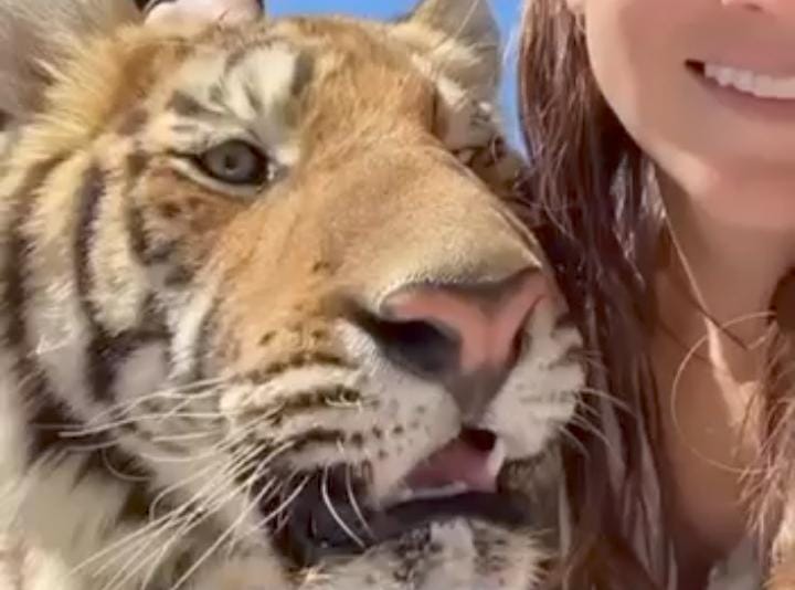 Difunden vídeo de la familia con los felinos. (Cortesía)