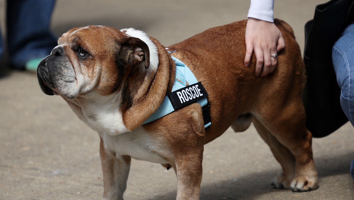 Muere Roscoe, perro de Lewis Hamilton, tras días de tratamiento médico (Reuters)