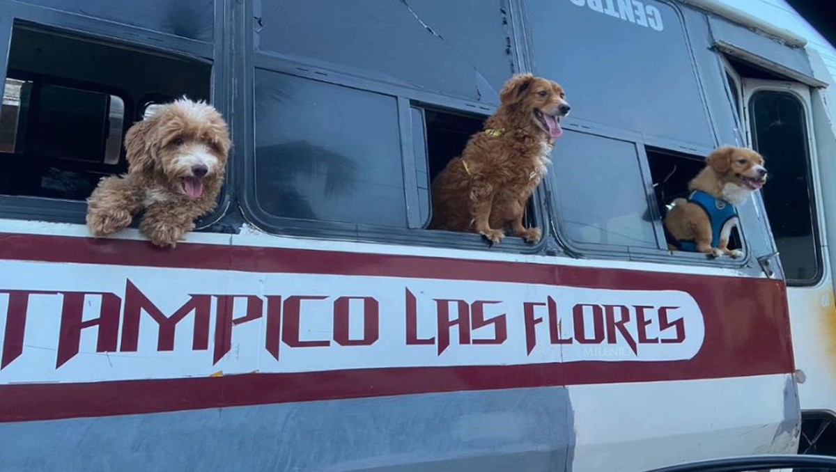 Graban a perritos asomados en ventana de transporte público en Tampico