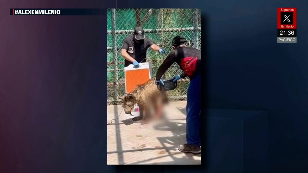 Osezna Mina recibe traslado a Fundación Invictos para tratamiento de sarna