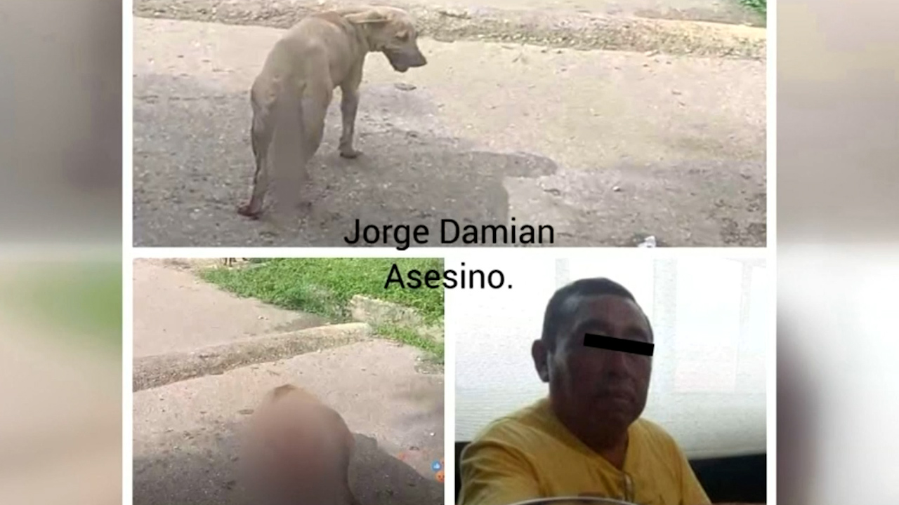 Piden justicia por la muerte de una perrita atacada por un hombre en Campeche