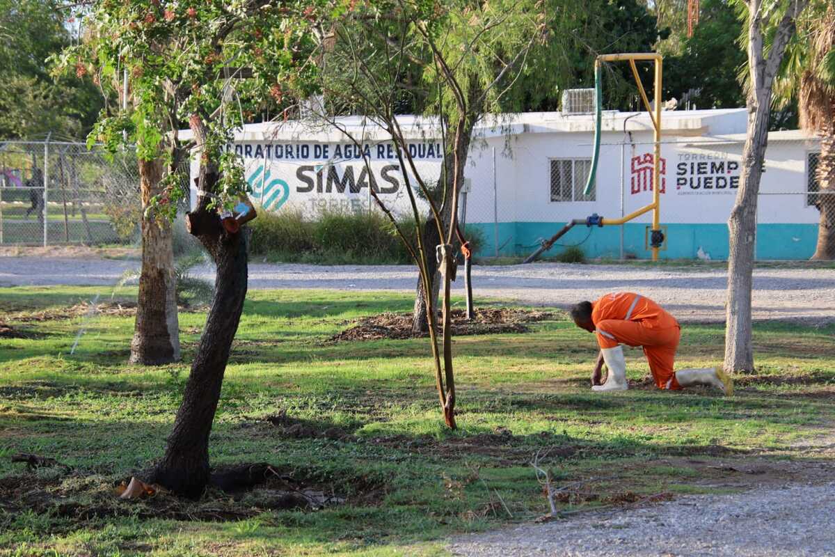 Medio Ambiente Torreón lleva 95 por ciento de trasplante de árboles.| Verónica Rivera