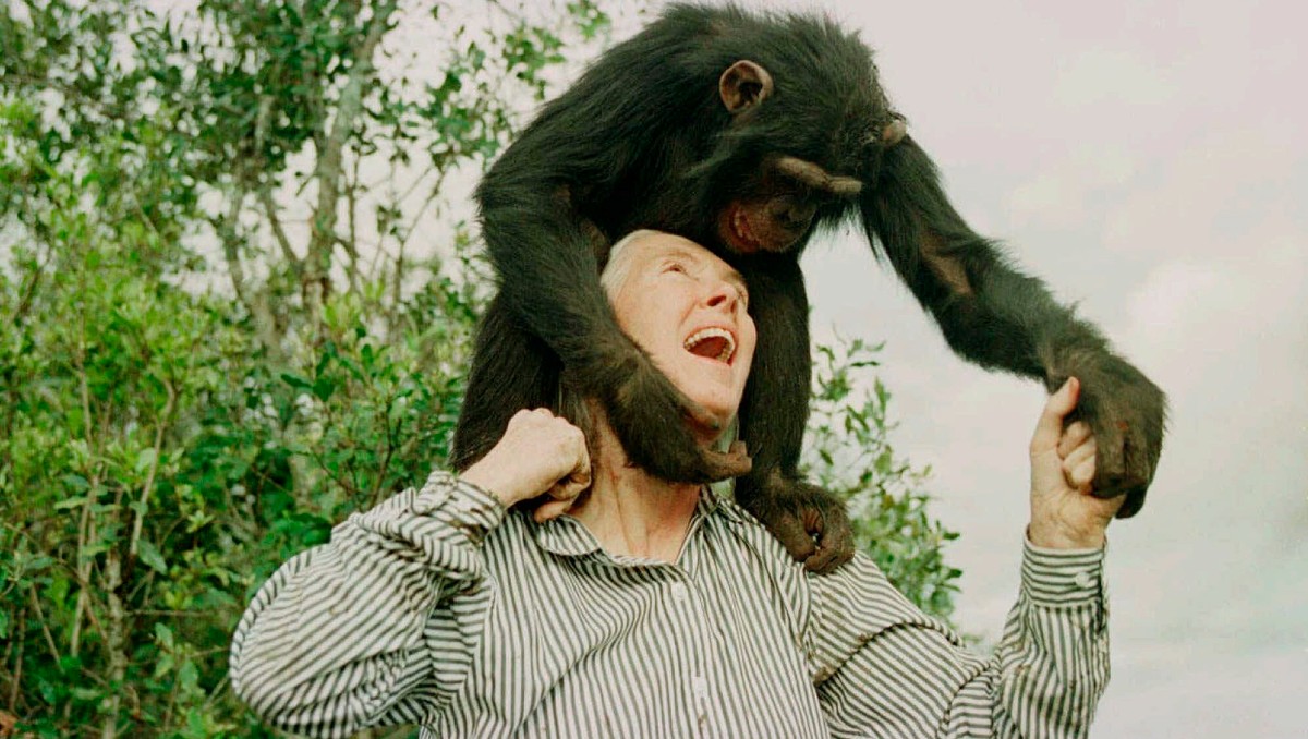 Jane Goodall atrajo  atención y respeto entre los investigadores con su relato de las vidas de Flo, David Barba Gris. | Foto: The New York Times