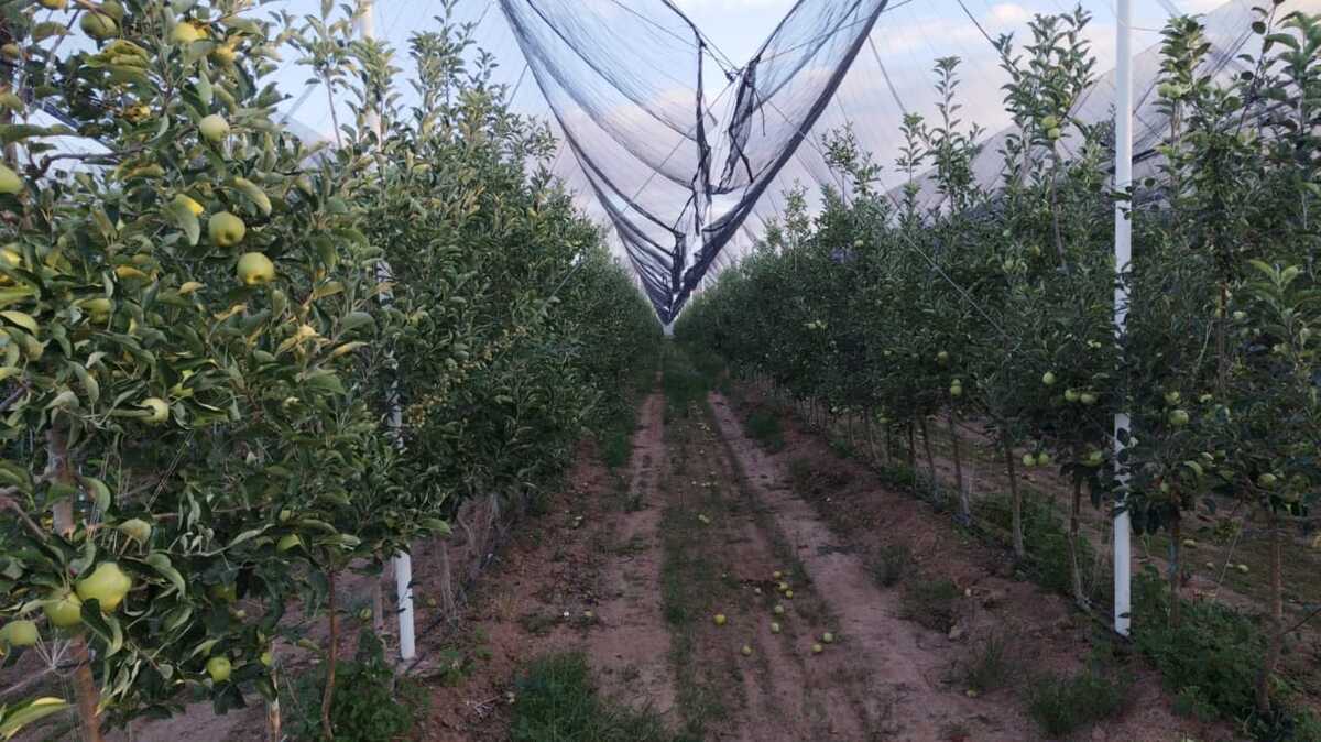 En Arteaga, la producción de manzana lucha contra el clima. (Especial)