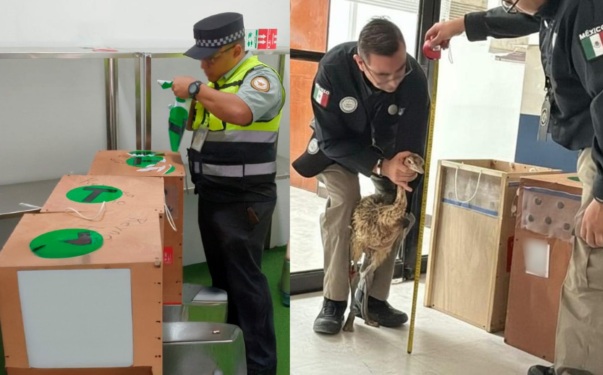 Avestruces eran transportadas en cajas de madera. | Guardia Nacional