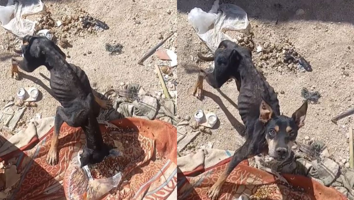 Grupos de rescate han llamado a adoptarlo. | Foto: Capturas de pantalla