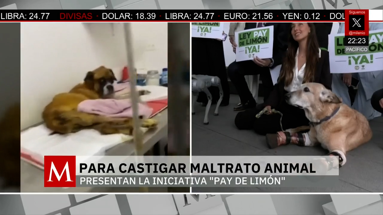 Iniciativa Pie del Limón busca cárcel por maltrato animal en México