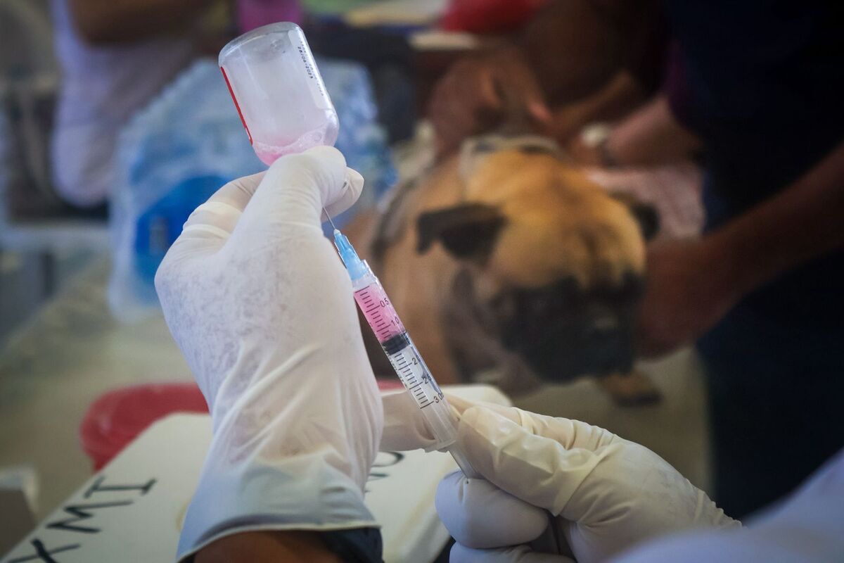 Registran más de 1,200 esterilizaciones realizadas en 26 comunidades de Ixmiquilpan