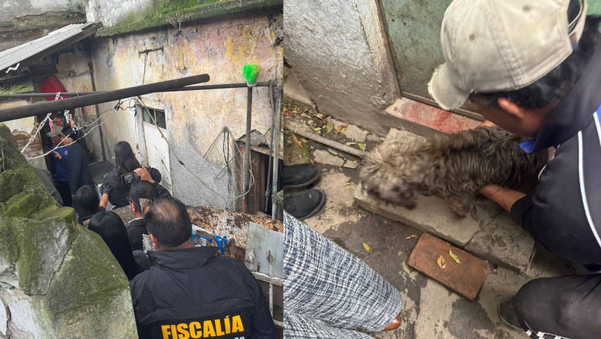 Autoridades de Toluca identifican 16 perros y 30 gatos bajo resguardo de un hombre; darán acompañamiento y esterilización. Especial