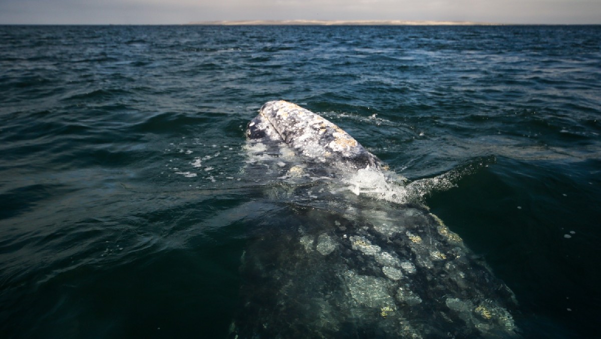 La asociación busca defender los derechos de las ballenas. | Araceli López