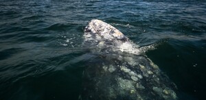 La asociación busca defender los derechos de las ballenas.