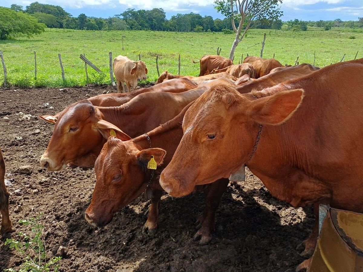 Autoridades aplican tratamiento contra el gusano barrenador en Yucatán | Especial