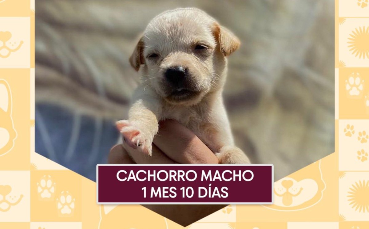 Campaña, Adoptes, no compres en Tampico. | Tampico Gob (Facebook)