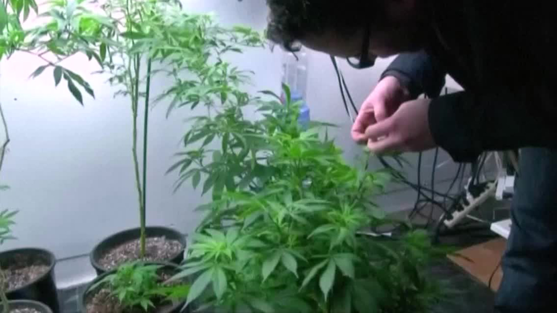 Compuesto de cannabis reduce dolor crónico sin adicción en ensayo clínico con 820 pacientes