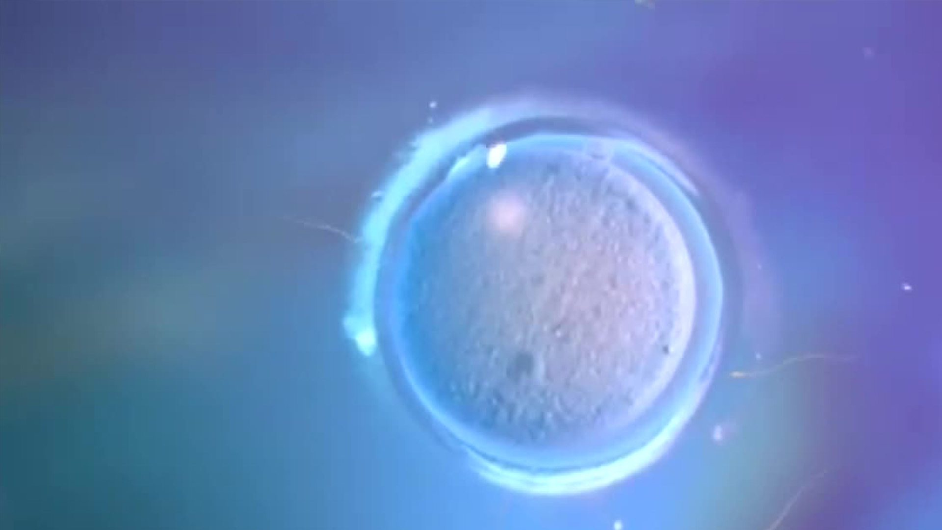 Crean óvulos potencialmente fecundables a partir de células de la piel humana