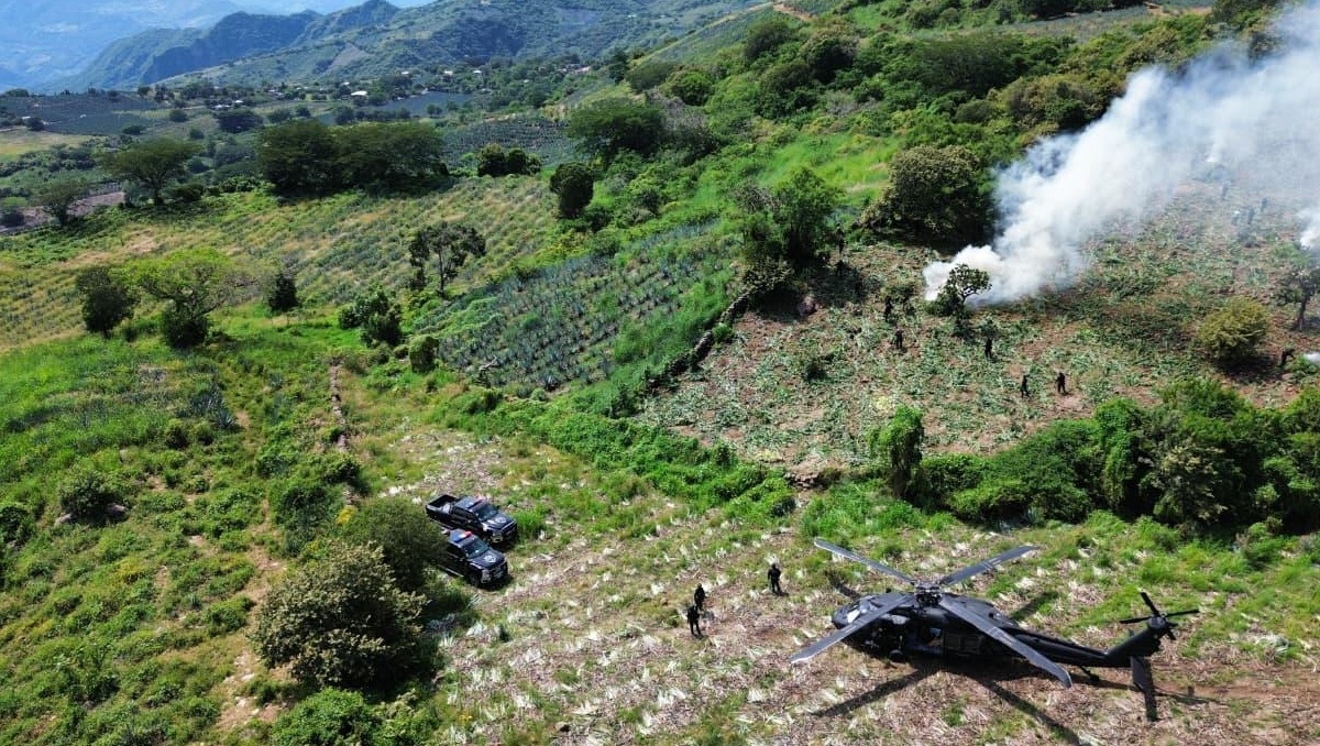 Elementos de la Policía Regional, localizaron un extenso plantío de marihuana en un predio conocido como La Cueva (Foto: Cortesía)
