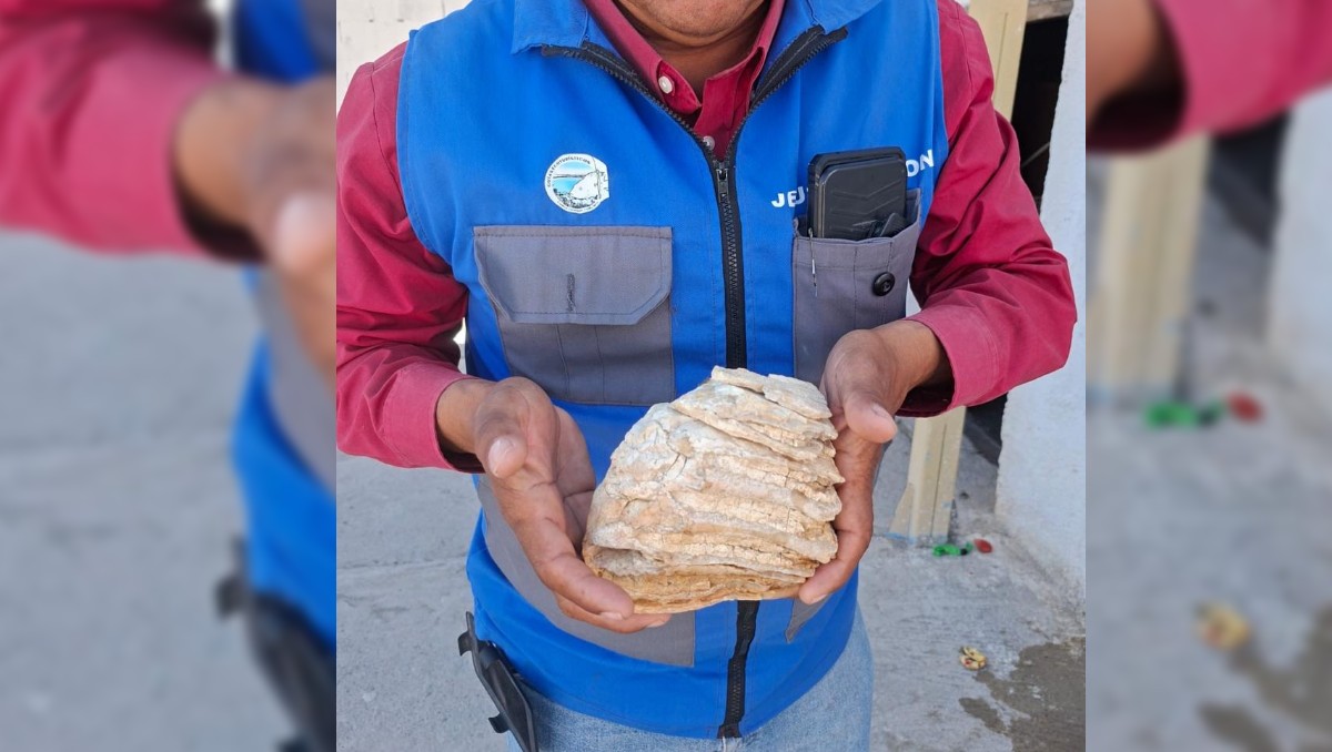 Hallan molar de mamut de 12 mil años durante excavación para una alberca en Cuatro Ciénegas. | Especial