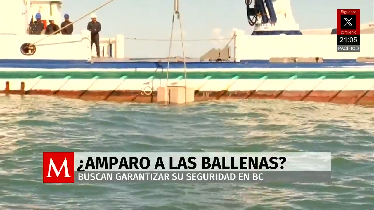 Amparo busca reconocer derechos a las ballenas por megaproyecto gasífero en el Golfo de California