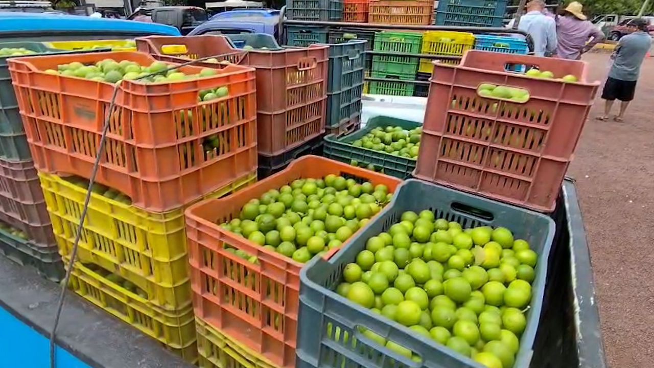 Detienen a dos presuntos extorsionadores de productores de limón en Morelia