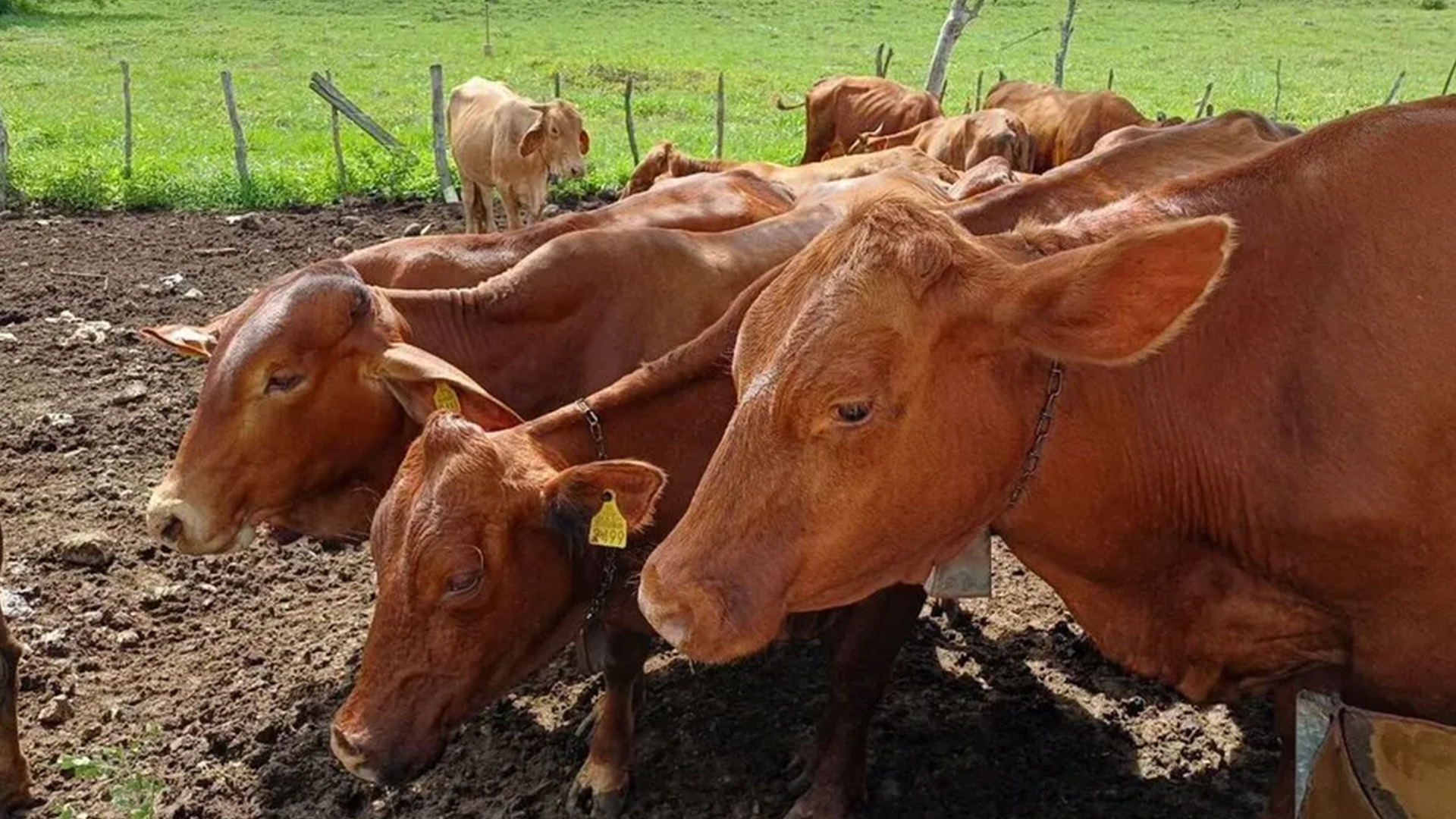 En Yucatán, confirmaron 71 nuevos casos de gusano barrenador, distribuidos en 25 municipios