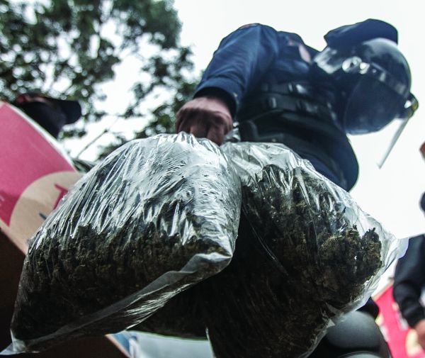 En este año se aseguraron 235 mil 848 gramos de marihuana, la sustancia más común. Archivo