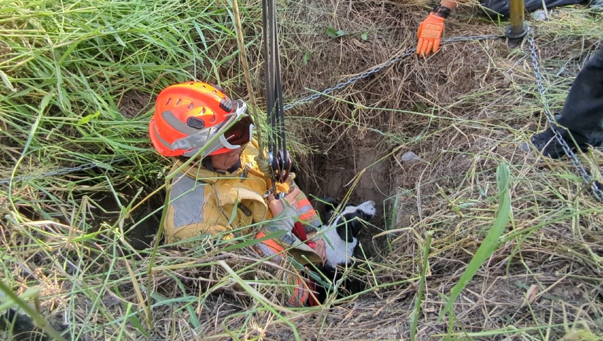 El animalito tenía más de 36 horas en el interior de la noria. Foto: Especial