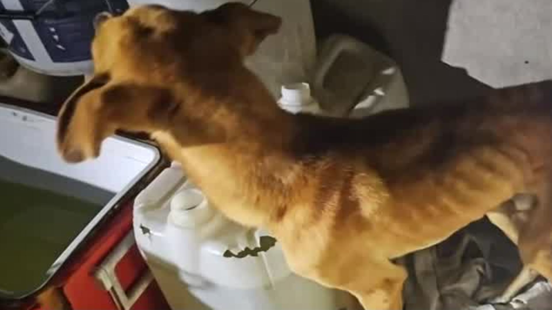 Rescatan a dos perros en condiciones de abandono y desnutrición en Michoacán