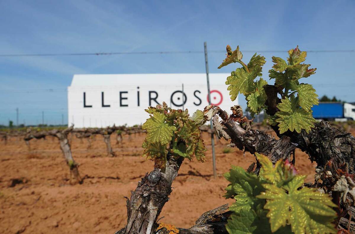 Por años, el vino español ha sido el más importado por México, impulsando el crecimiento del mercado y el consumo de los mexicanos.