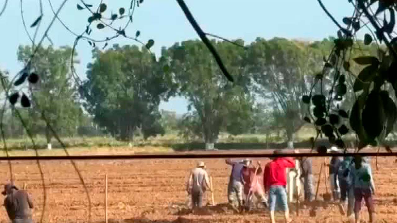 Alertan en Chiapas sobre riesgos por uso de agroquímicos ilegales en el campo mexicano