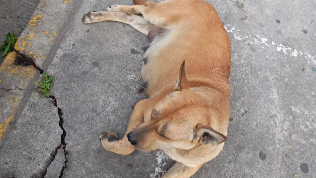 Aparentemente 'Canelita' buscaba refugio de las lluvias registradas la tarde de este lunes. Especial