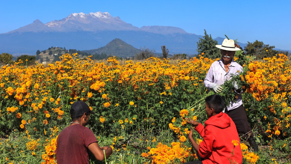 Campos de cempasúchil en Puebla | Agencia Es Imagen