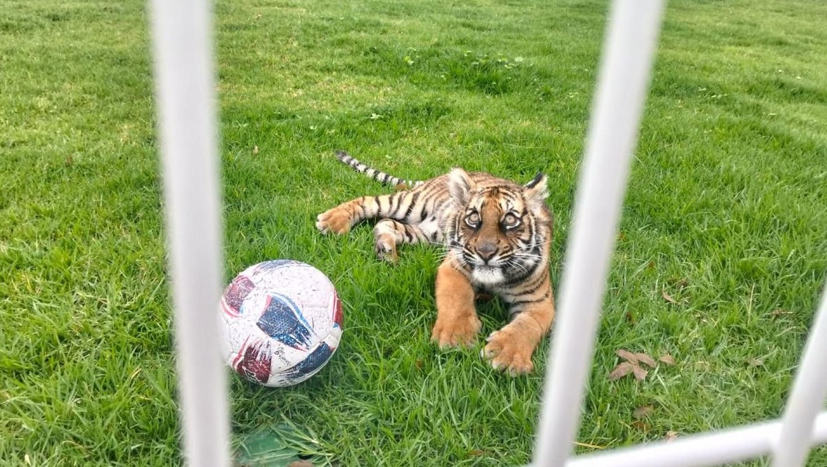 Hallan tigre de bengala en un predio de Jalisco (Cortesía)