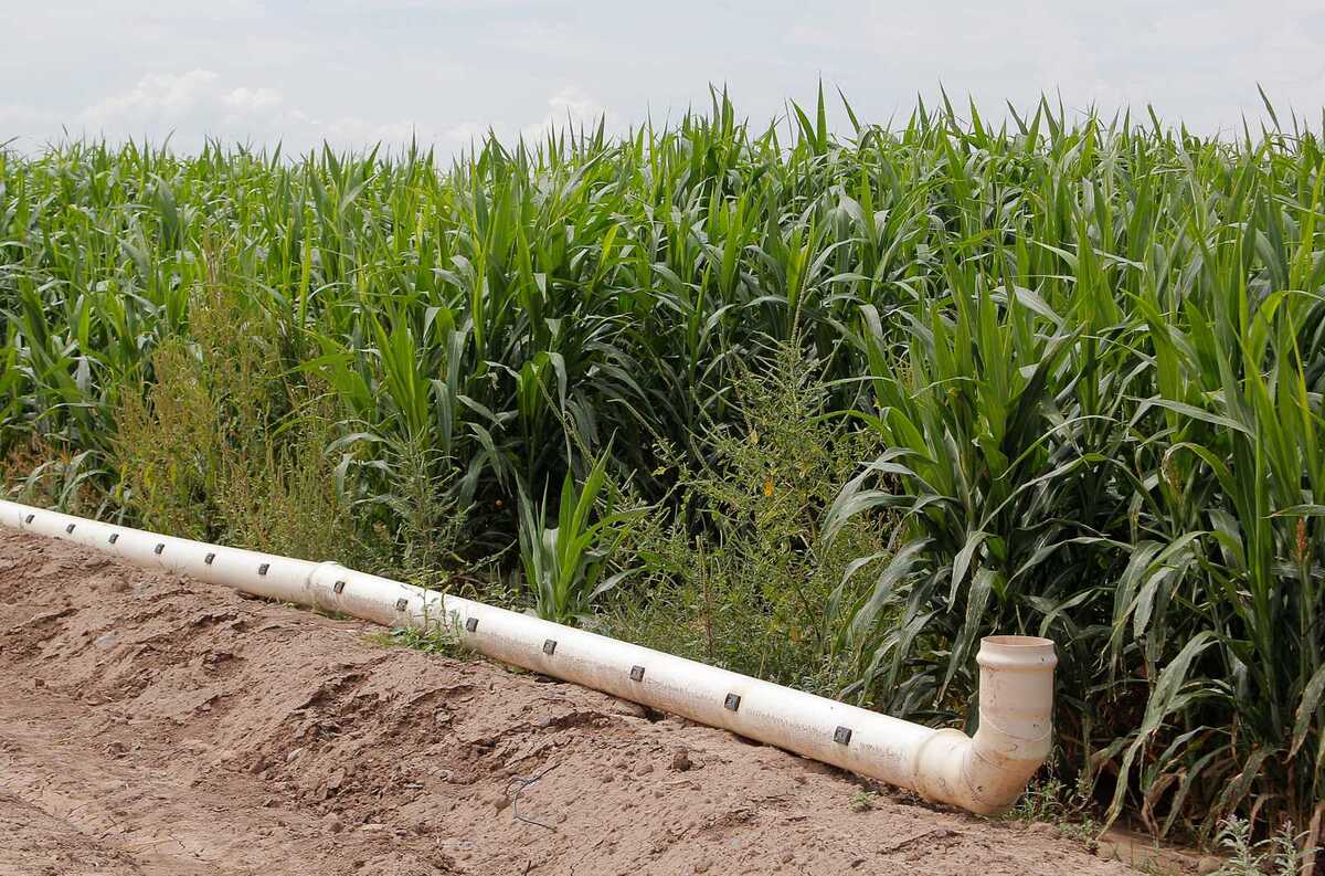 Con el INIFAP se analizan otras especies de forraje que utilicen menos cantidad de agua.| Manuel Guadarrama
