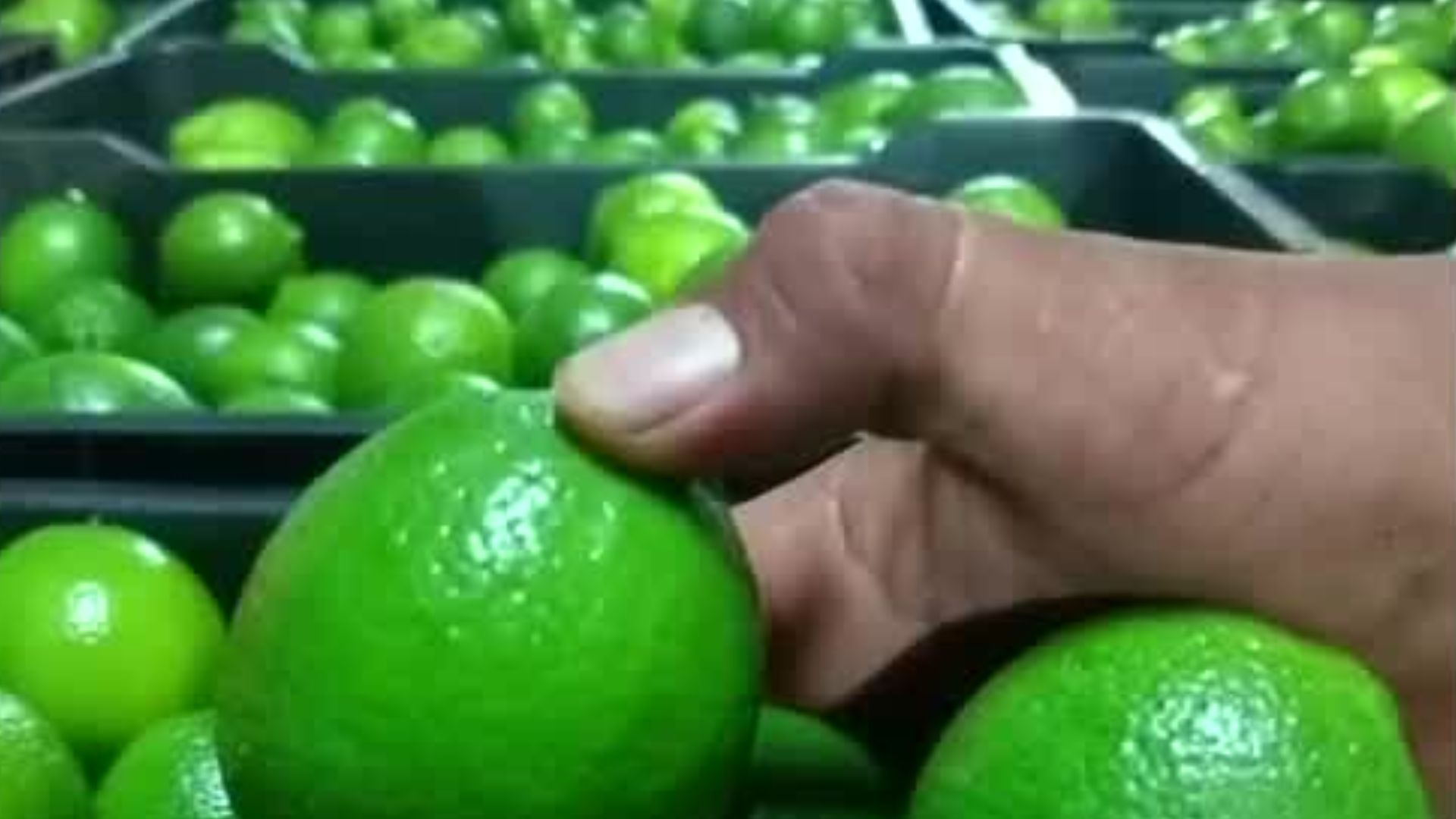 La sobreproducción del limón desploma su precio en Michoacán