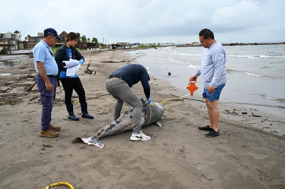 Personal del Fondo Mexicano para la Conservación recoge cuerpo de delfín muerto en Antón Lizardo | Especial