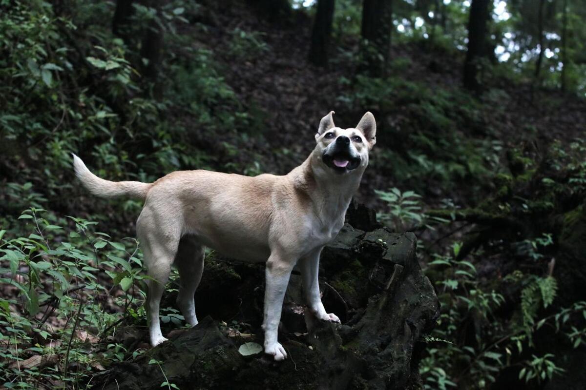 Activistas denuncian envenenamiento masivo de los perros | Imagen de referencia | cuartoscuro