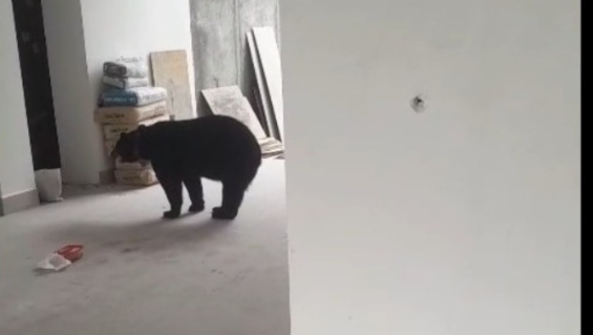 El animal fue captado buscando comida en los cuartos de la casa ubicada al sur de la ciudad.Foto: Especial