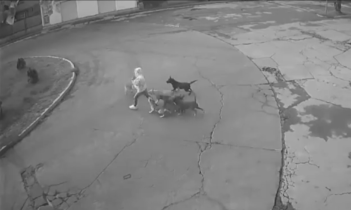 El ataque animal  ocurrió en calles de la colonia Palma 1 de Ixtapaluca. Foto: (Especial)
