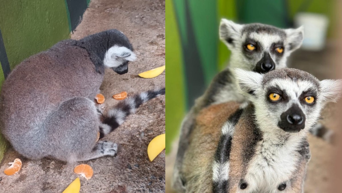 Buscan a exdueña de lémur triste en zoológico de Reynosa