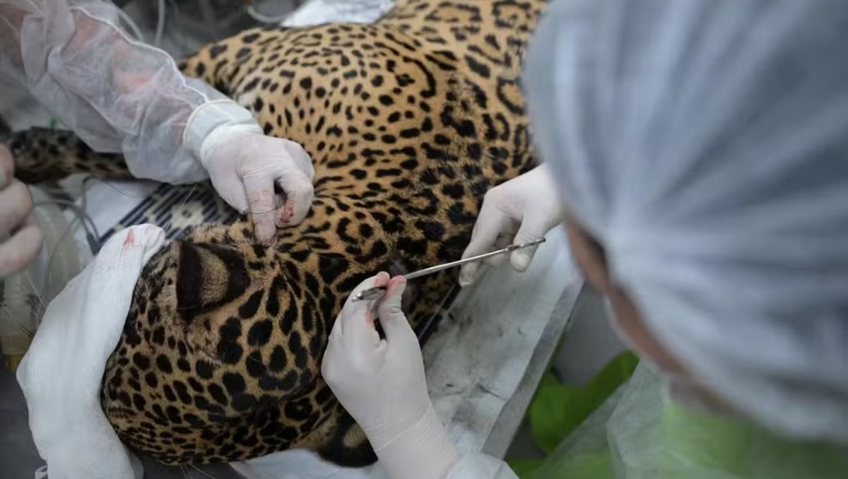 El jaguar podría regresar a su hábitat cuando se recupere. | Especial