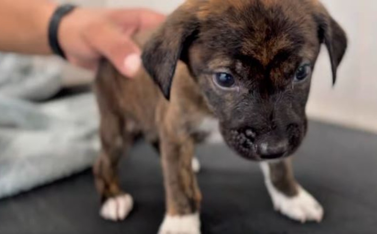 Actualmente el lomito esta en espera de ser adoptado por una familia. | Bienestar Animal Reynosa (Facebook)