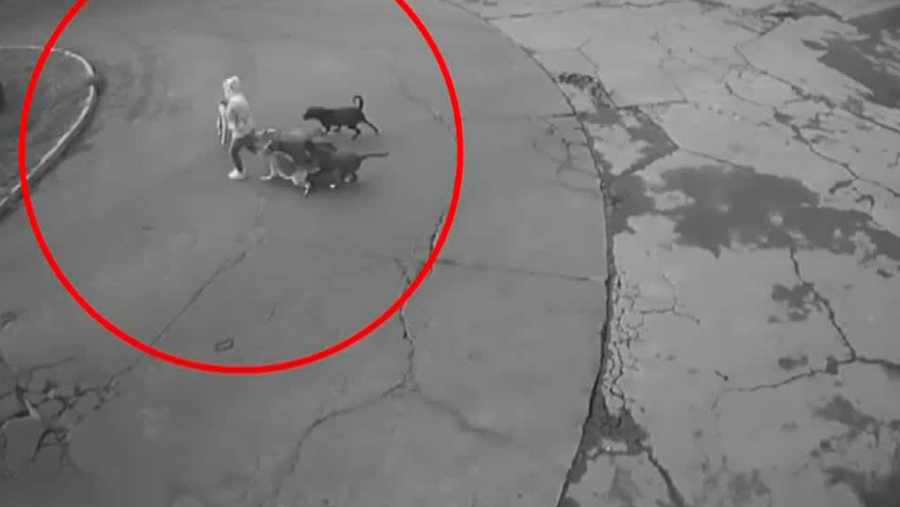 Mujer es atacada por una jauría de perros en Ixtapaluca, Edomex