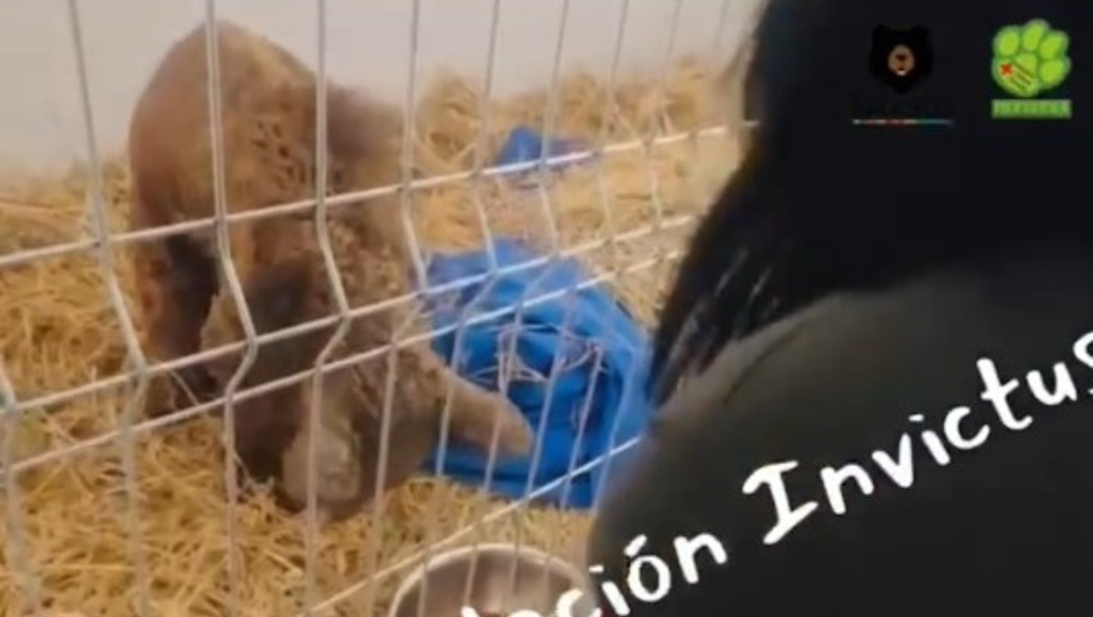 El animalito ha recibido terapias de dolor, nutrición, hidratación y analgesia. Especial