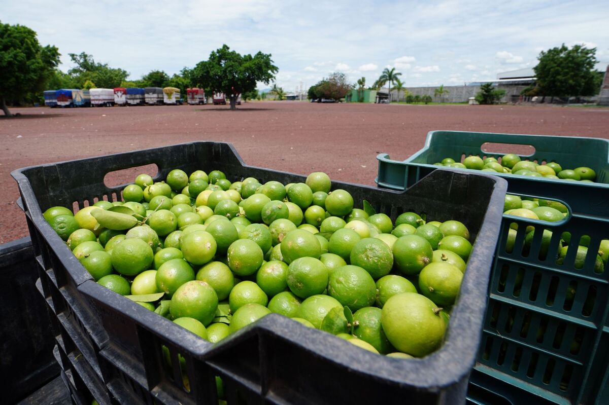 se busca mejorar los precios del limón por kilo, aunque productores afirman que la ganancia es nula. | Especial