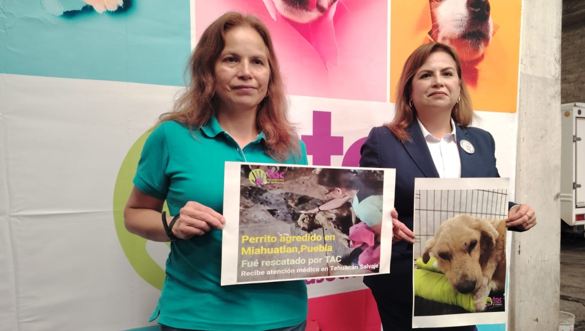 Continúa lucha por justicia para huesitos, perrito agredido en Puebla | Especial