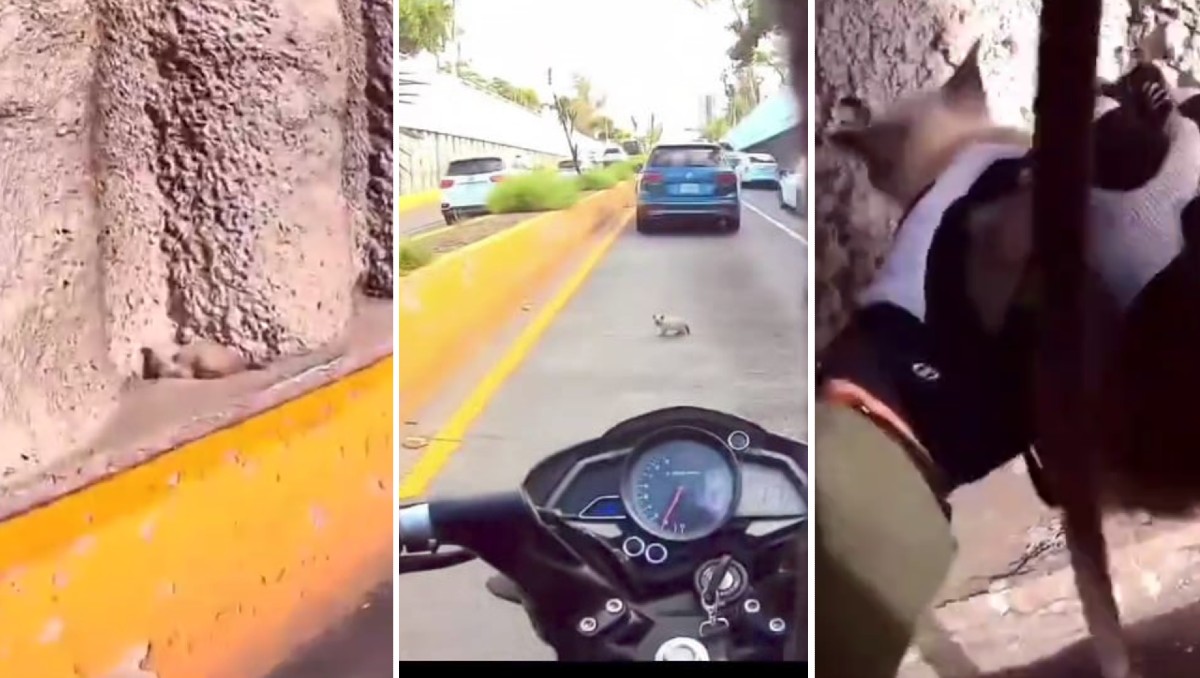 Gatita es rescatada en medio de la avenida López Mateos en Guadalajara (Tiktok)