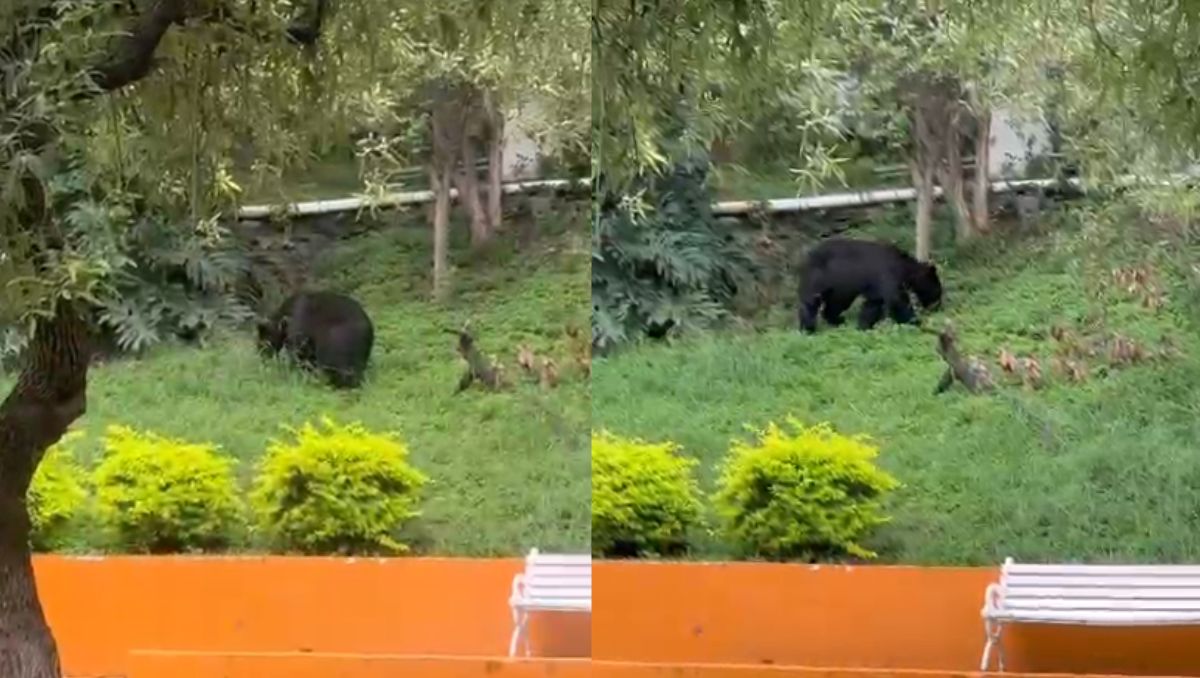 El oso caminaba tranquilamente en la Facultad de Ciencias de la Comunicación. | Especial